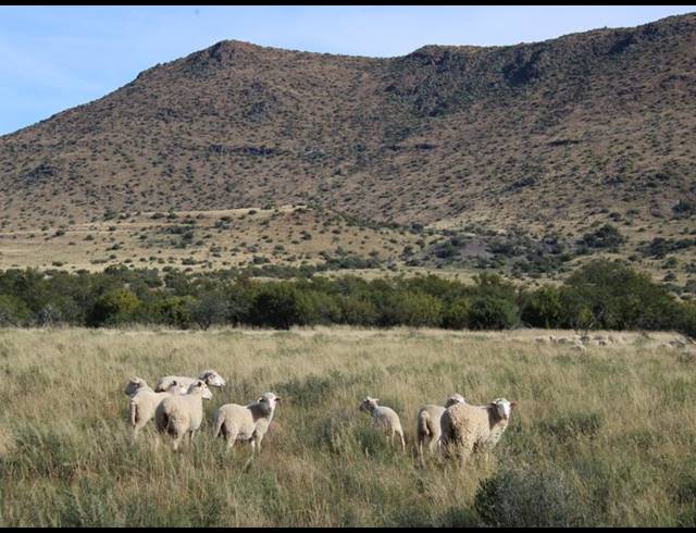 1,848HA FARM FOR SALE IN MIDDELBURG RURAL